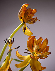 Image showing Yellow Tulip