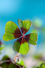 Image showing Four leaved Clover