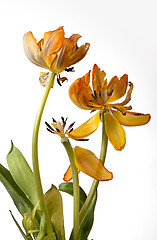 Image showing Yellow Tulip