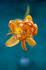 Image showing Yellow Tulip