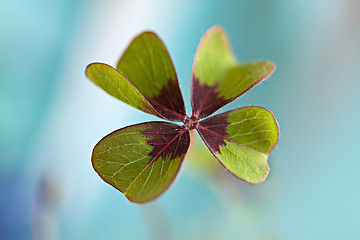 Image showing Four leaved Clover