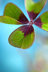 Image showing Four leaved Clover