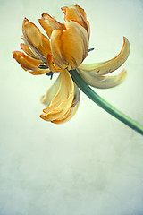 Image showing Retro Tulips