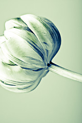 Image showing Retro Tulips