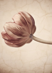 Image showing Retro Tulips