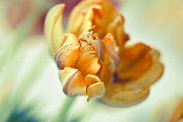 Image showing Yellow Tulip