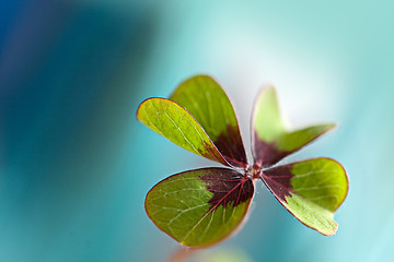 Image showing Four leaved Clover