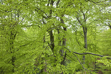 Image showing Beeches all over