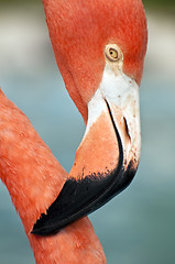 Image showing Pink flamingo close up.