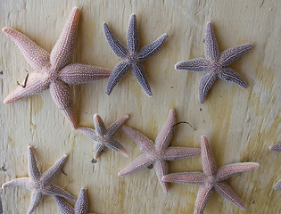 Image showing Starfish