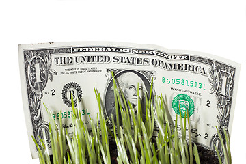 Image showing Dollar Bills Stashed In Green Grass