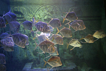 Image showing Swimming Fish