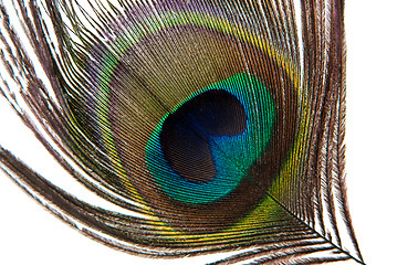 Image showing Detail of peacock feather