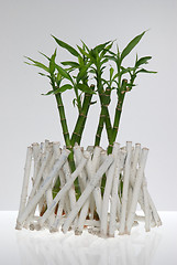 Image showing A lucky bamboo plant