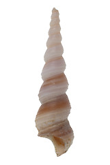 Image showing Turritella seashell