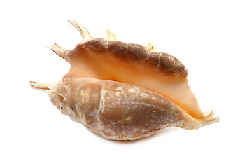 Image showing Dark Seashell