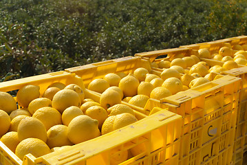 Image showing Lemon harvest