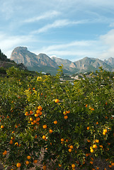 Image showing Orange trees