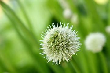 Image showing green onion flower