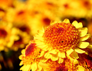 Image showing yellow flower 