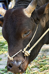 Image showing cow eating grass