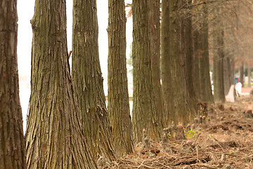 Image showing fall trees road 