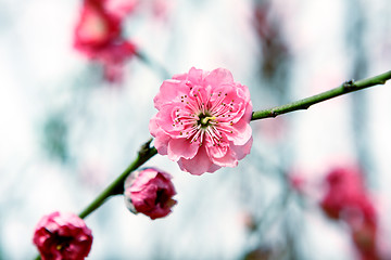 Image showing Plum Blossom