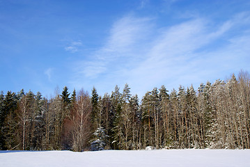 Image showing Forest and Sky Winter Landscape