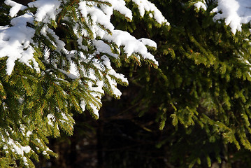 Image showing Spruce Tree Branches