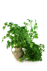 Image showing Parsley