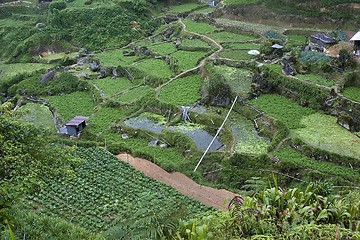 Image showing Cameron Highlands Vegetable Fields