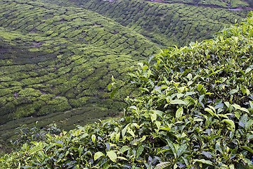 Image showing Cameron Highlands Tea Plantation Fields