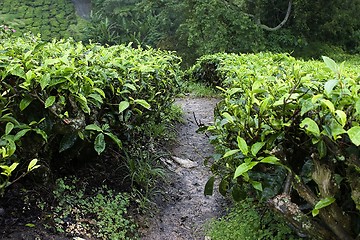 Image showing Cameron Highlands Tea Plantation Fields