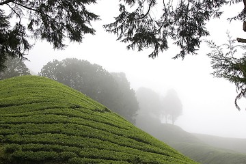 Image showing Cameron Highlands Tea Plantation Fields