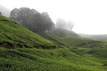 Image showing Cameron Highlands Tea Plantation Fields