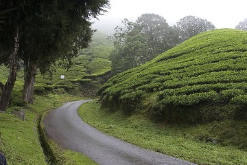 Image showing Cameron Highlands Tea Plantation Fields