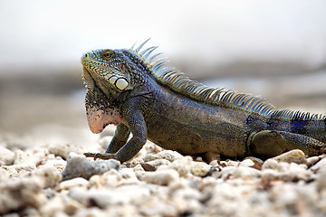 Image showing Iguana