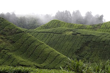 Image showing Cameron Highlands Tea Plantation Fields