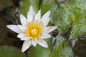Image showing White Waterlily