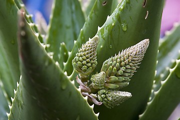 Image showing Aloe Flower