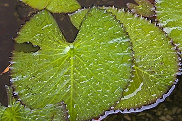 Image showing Waterlily Leaves