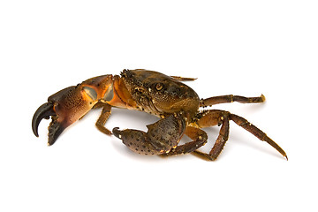 Image showing Crab on white background