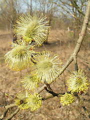 Image showing Buds