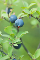 Image showing Wild Blueberries