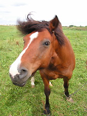 Image showing Horse's  head