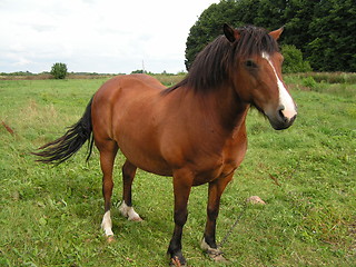 Image showing Horse