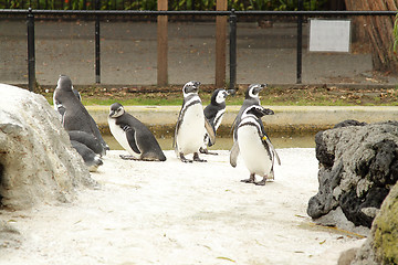 Image showing Penguins
