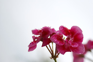 Image showing Drops on the flower