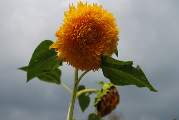 Image showing Sunflower