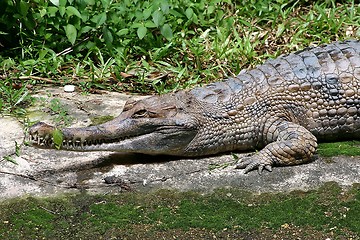 Image showing Crocodile